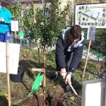 festa dell'albero 21 novembre 2018